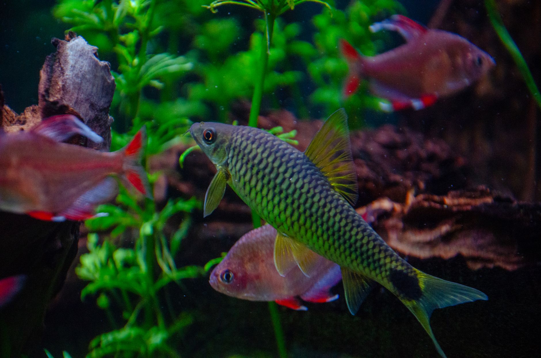 Tarifs de l’Aquarium du Périgord noir : infos pratiques pour 2026 — aquarium poissons colorés vie aquatique