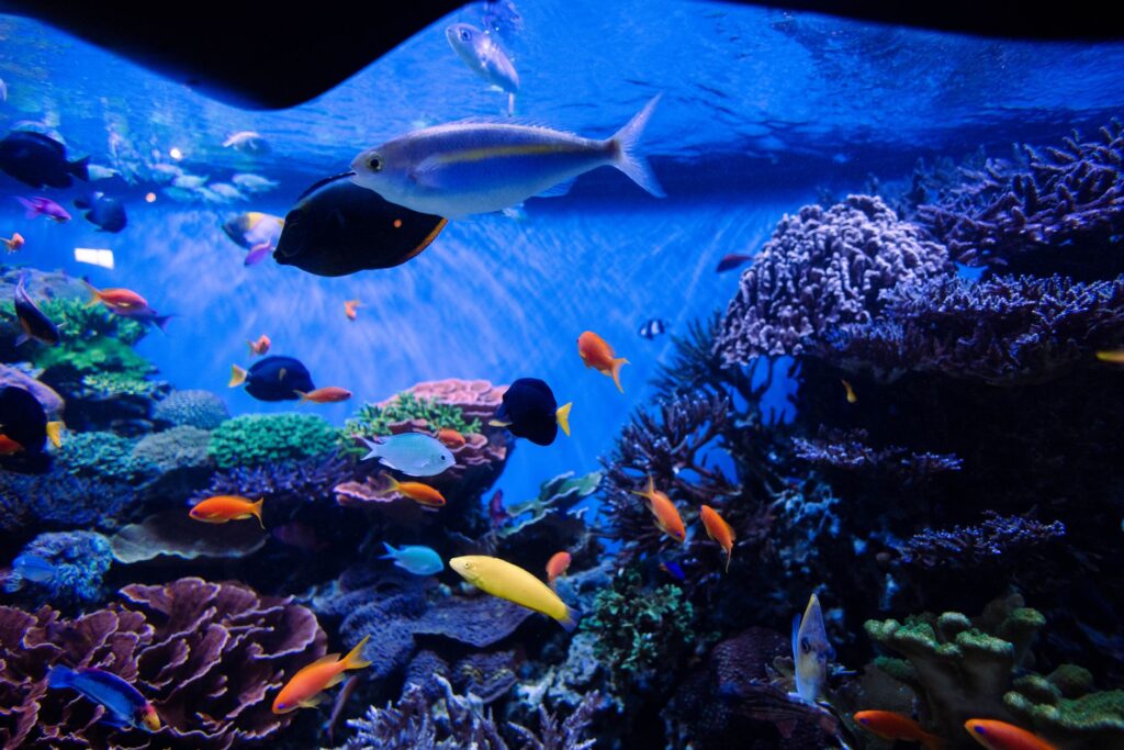 Aquarium du Périgord noir tarifs, — aquarium poissons colorés vie aquatique