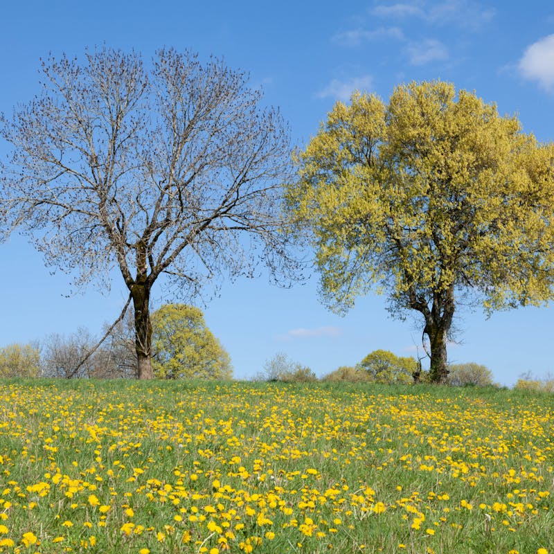 Prairie et paysage du causse du Quercy au printemps
